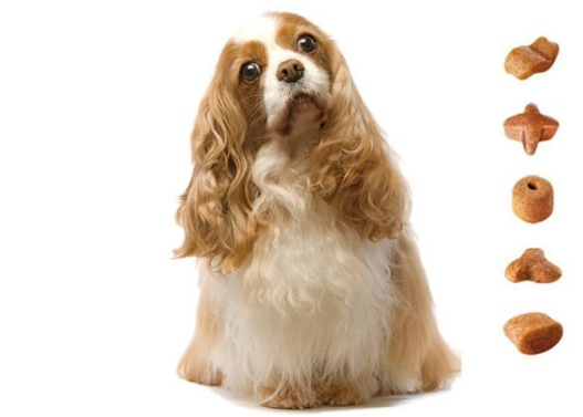 rfid寵物追溯管理系統(tǒng) rfid寵物追蹤溯源信息管理系統(tǒng)解決方案