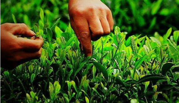 茶葉種植質(zhì)量安全二維碼可追溯系統(tǒng) 茶葉種植質(zhì)量安全二維碼可追溯系統(tǒng)解決方案